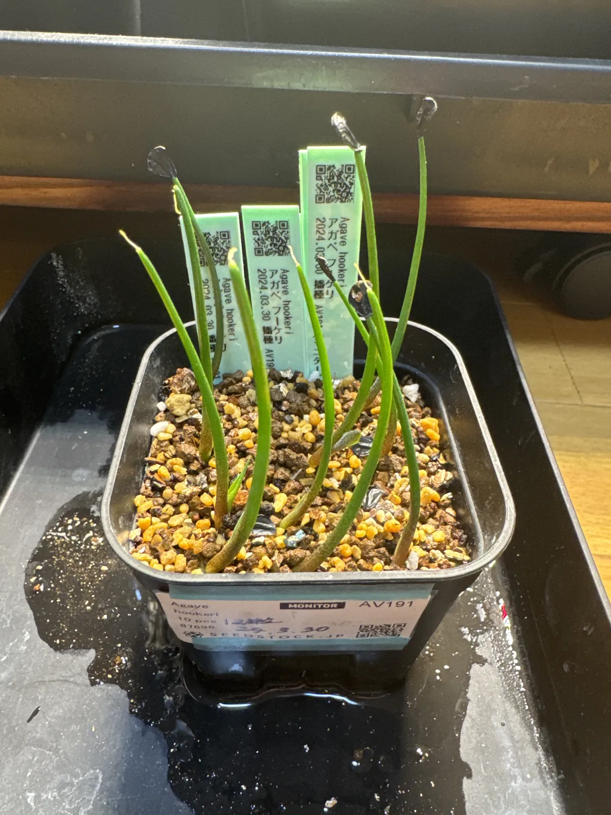 Agave hookeri (アガベ フーケリ)