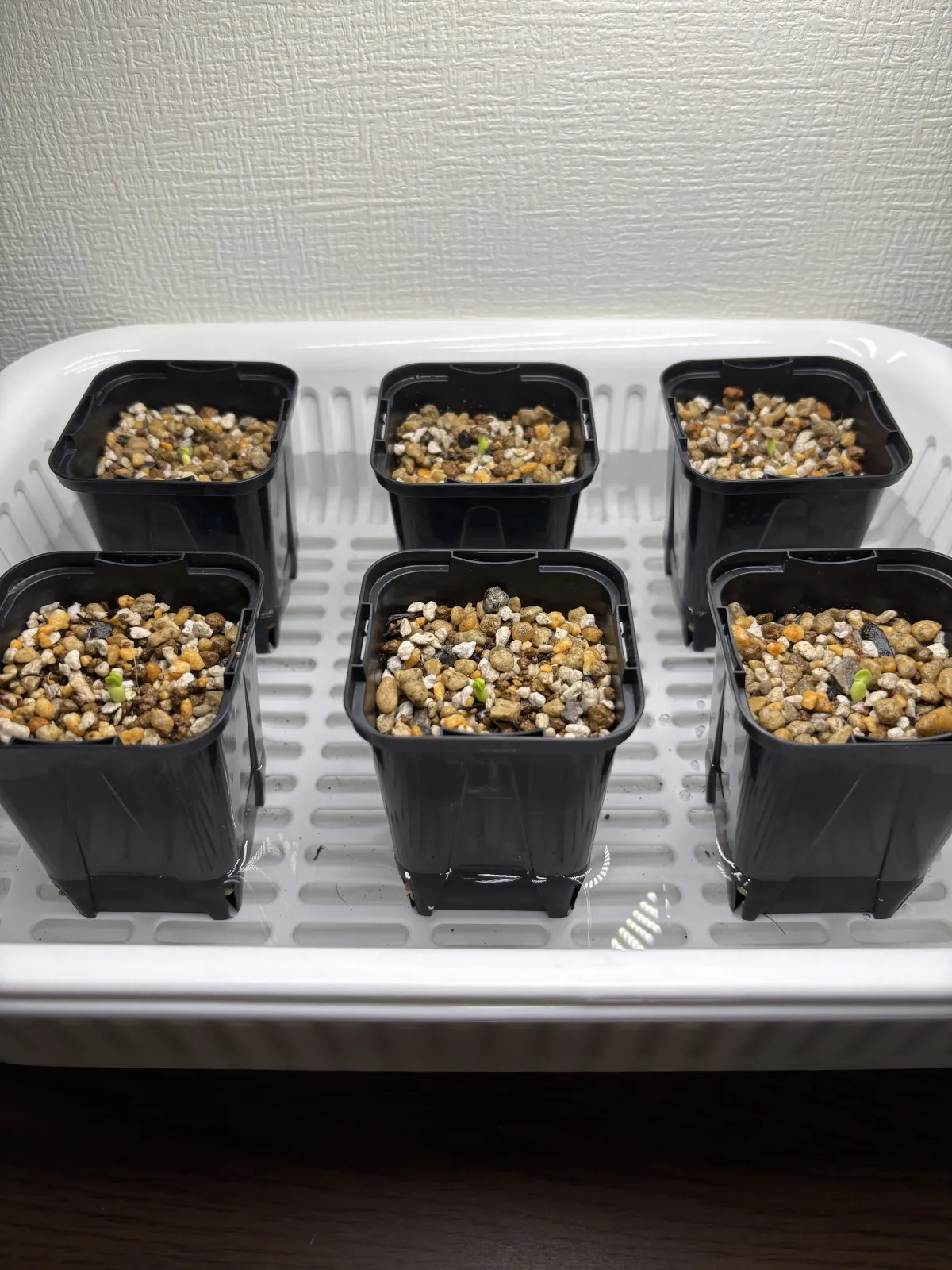 Pachypodium succulentum (パキポディウム サキュレンタム 天馬空)