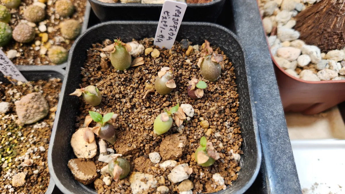 Pachypodium bispinosum (パキポディウム ビスピノーサム)