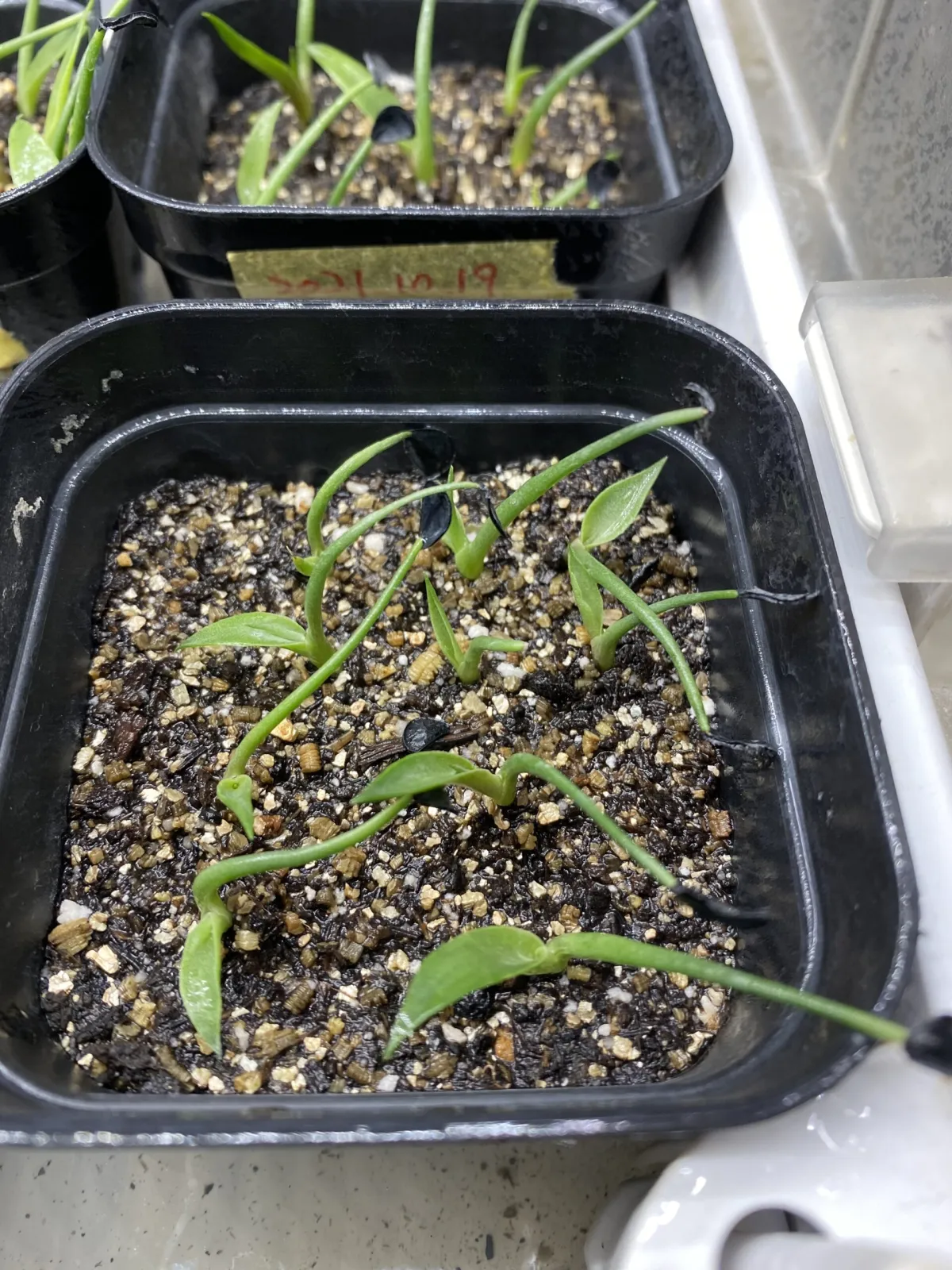 Agave seemanniana (アガベ ピグマエア)