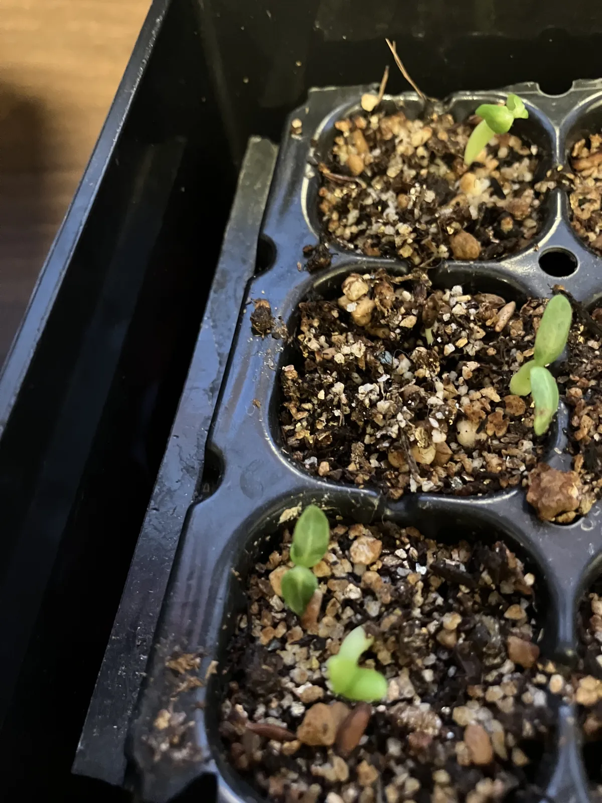 Pachypodium rosulatum var. gracilius (パキポディウム グラキリス)