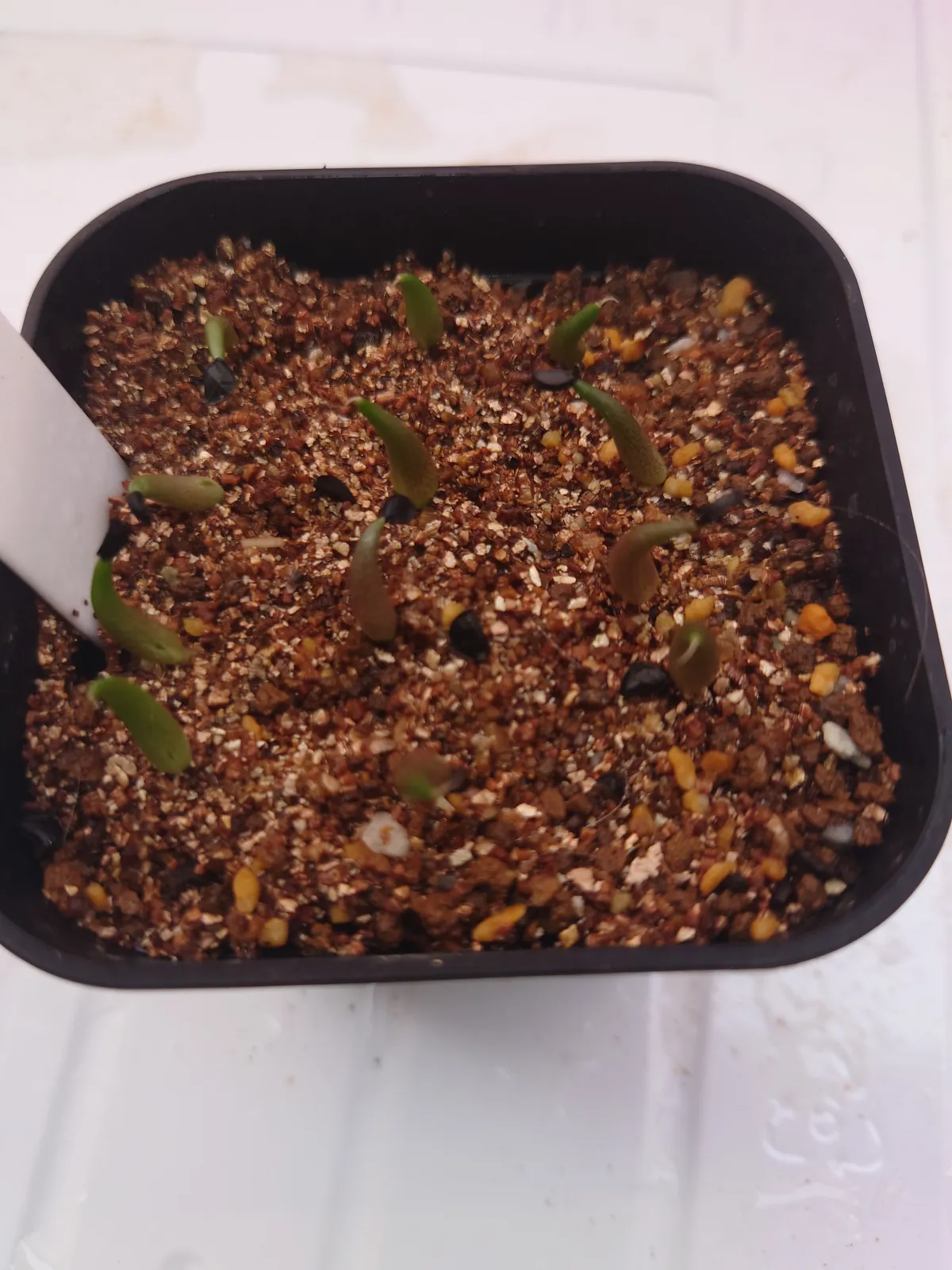 Agave oteroi (アガベ オテロイ)