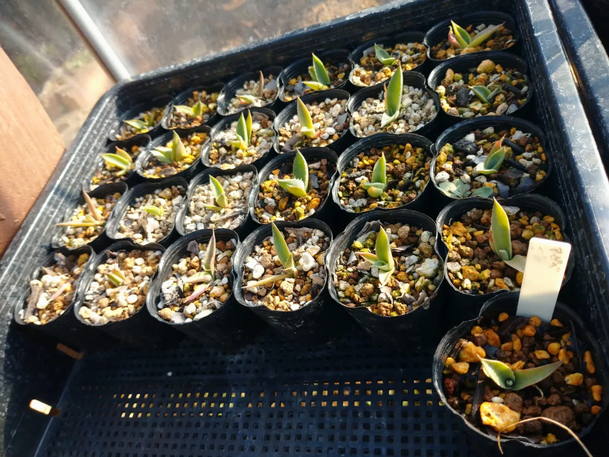 Agave parryi var. couesii (アガベ コウエシー)