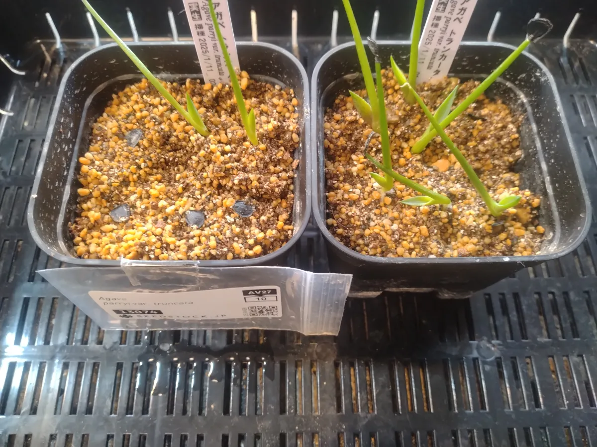 Agave parryi var. truncata (アガベ パリー トランカータ)