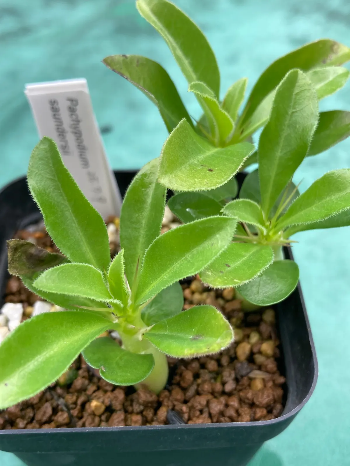 [発芽チャレンジ 終了しました] パキポディウム サンデルシー 白馬城 Pachypodium saundersii