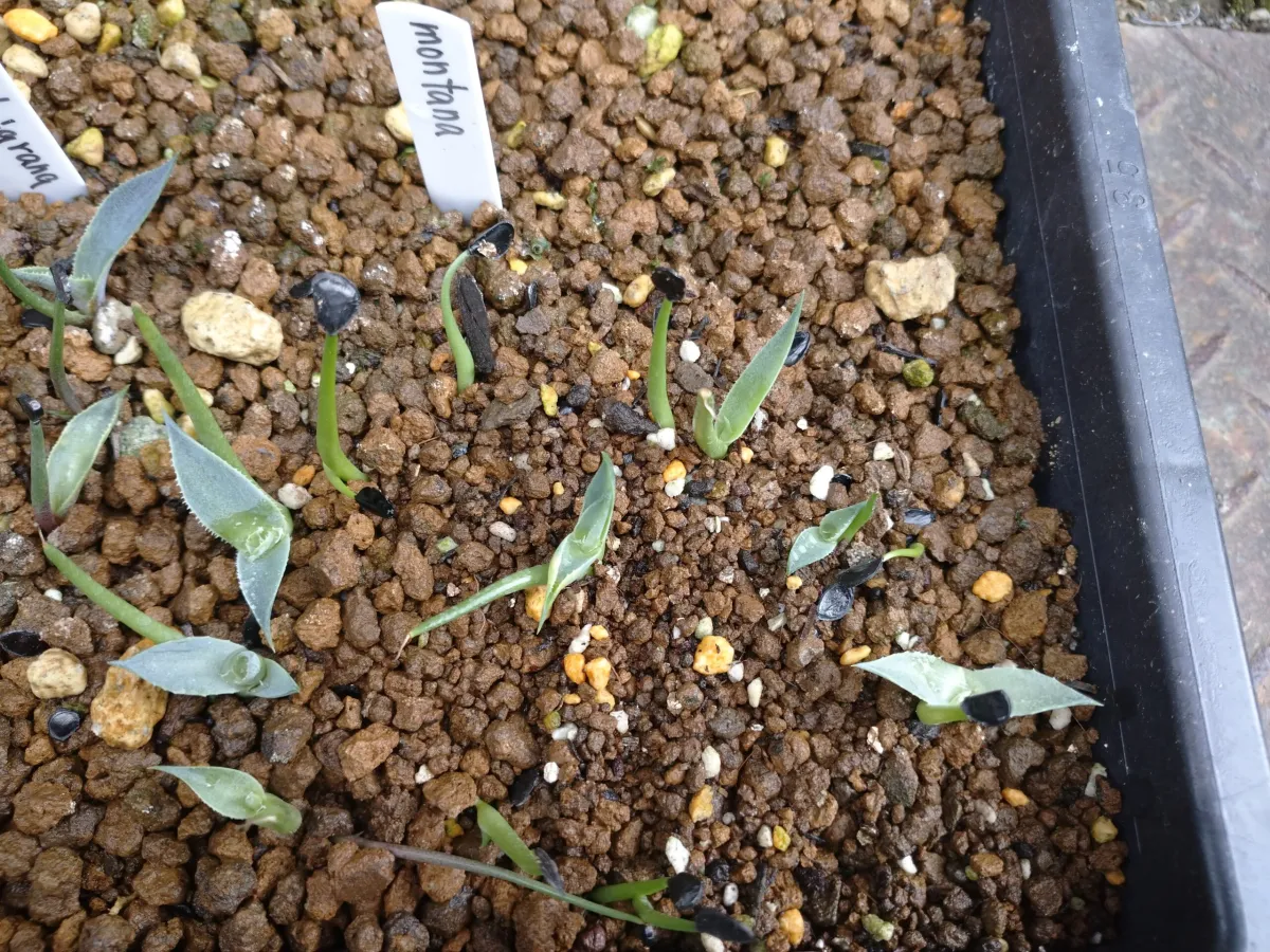 Agave montana (アガベ モンタナ)