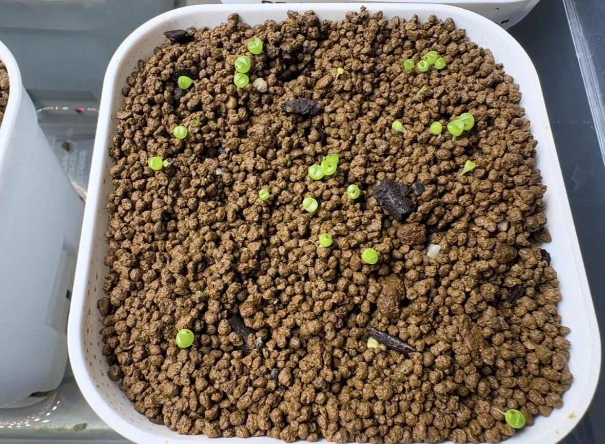 Lapidaria margaretae (ラピダリア マーガレッティ 魔玉)