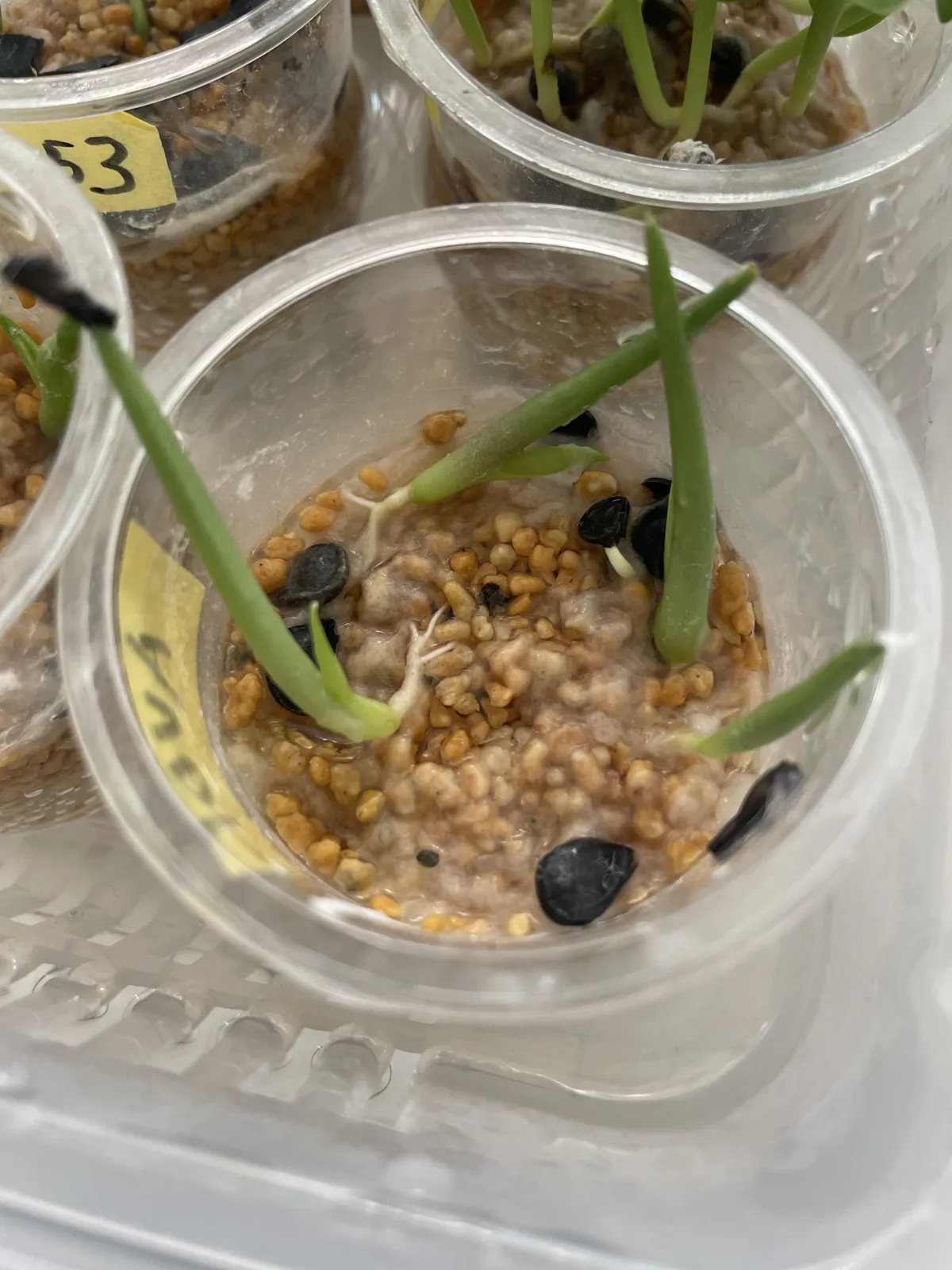 Agave macroacantha (アガベ マクロアカンサ 八荒殿)