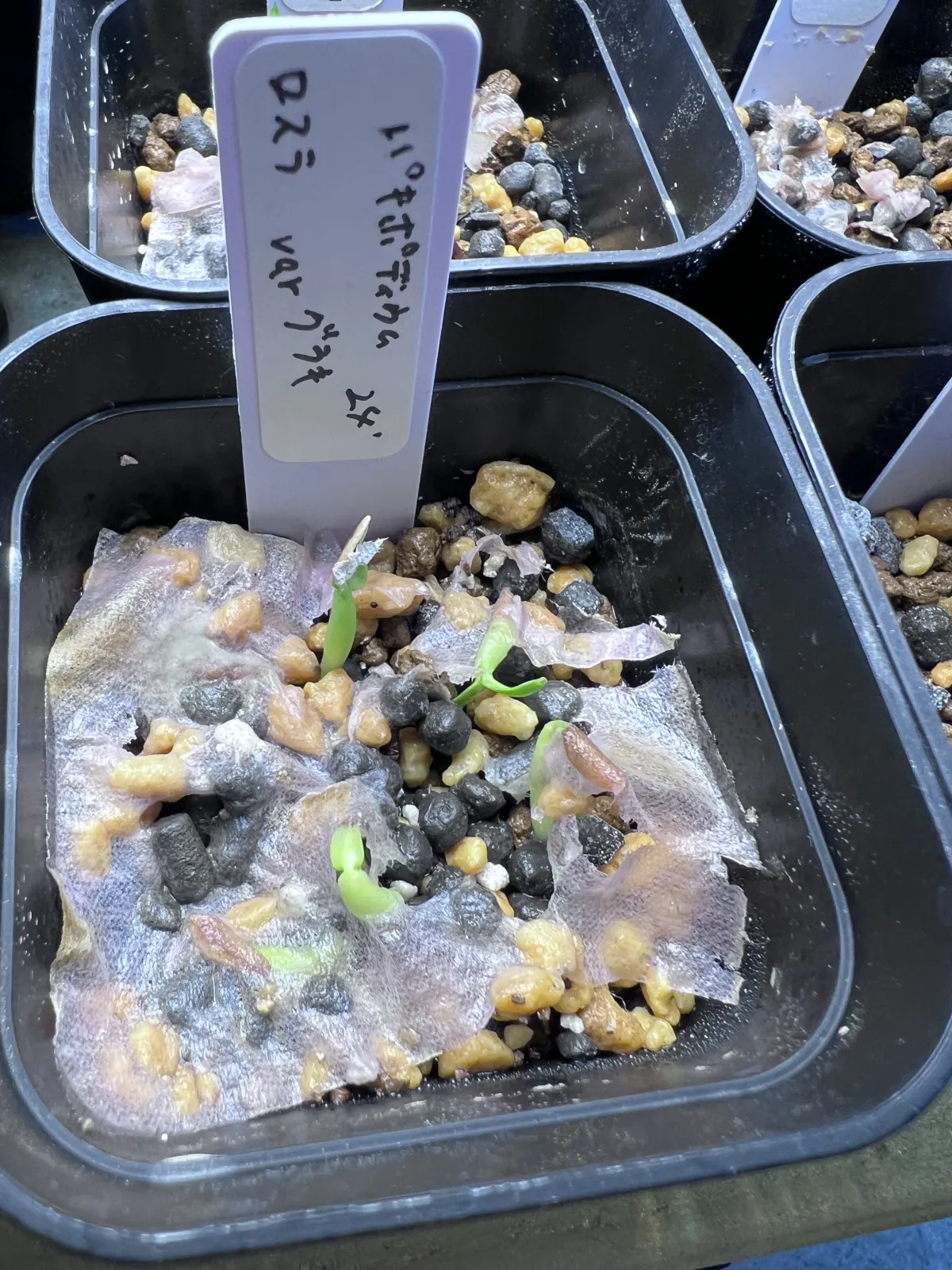 Pachypodium rosulatum var. gracilius (パキポディウム グラキリス)