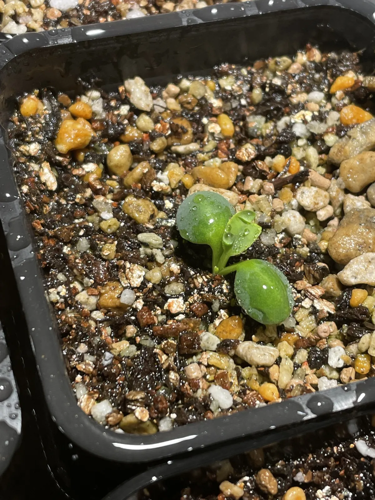 Euphorbia primulifolia var. primulifolia (ユーフォルビア プリムリフォリア)