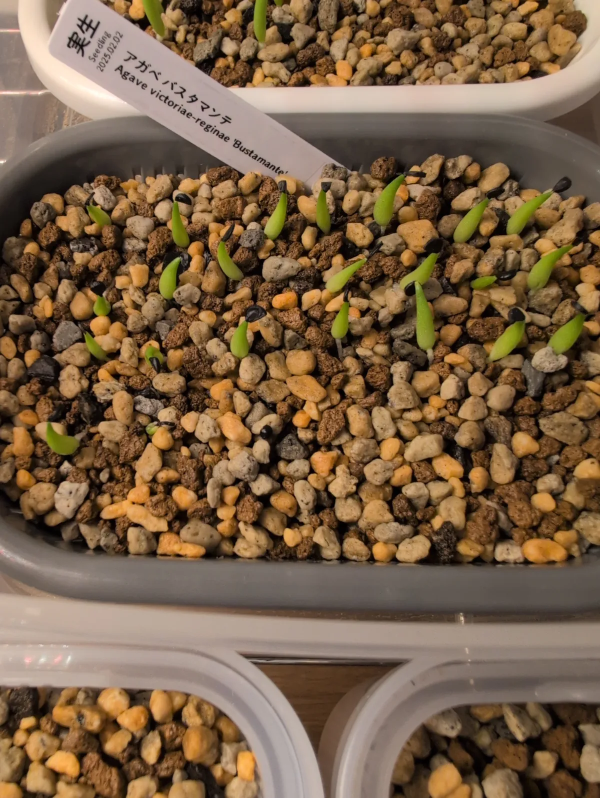 Agave victoriae-reginae 'Bustamante' (アガベ バスタマンテ)