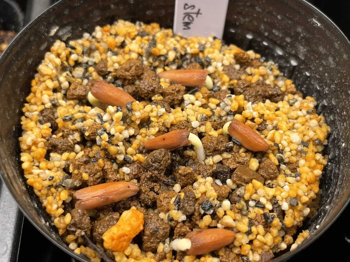 Adenium arabicum Black Stem (アデニウム アラビカム ブラックステム)