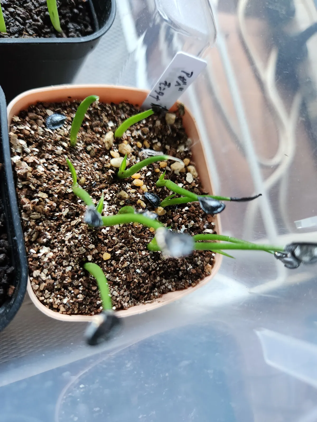 Agave montana (アガベ モンタナ)