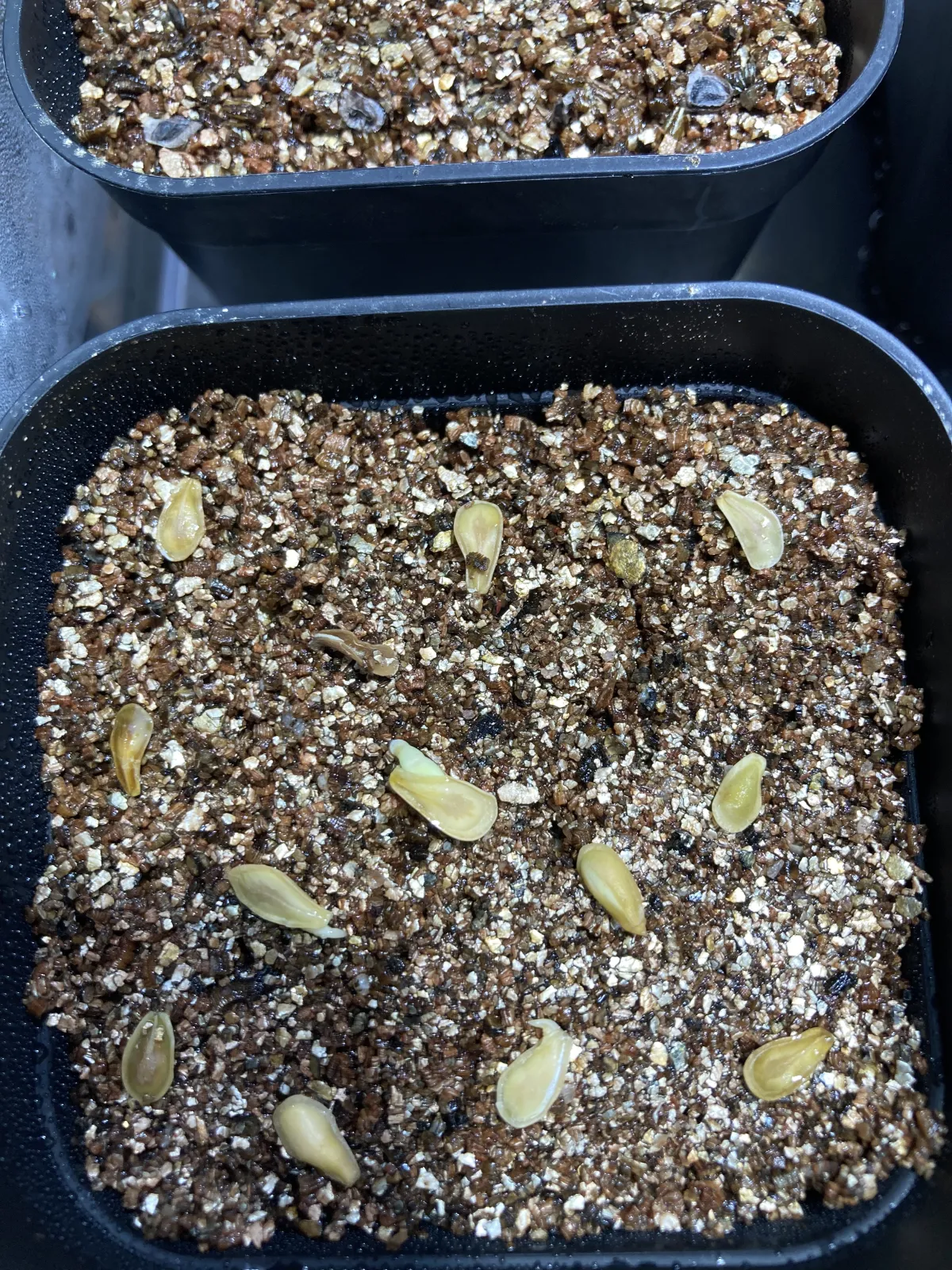 Fockea edulis (フォッケア 火星人)