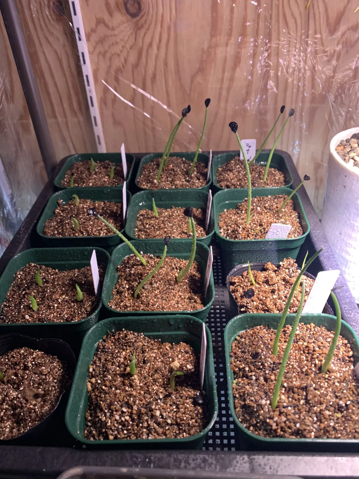 Agave parryi 'Chihuahua' (アガベ パリー チワワ)