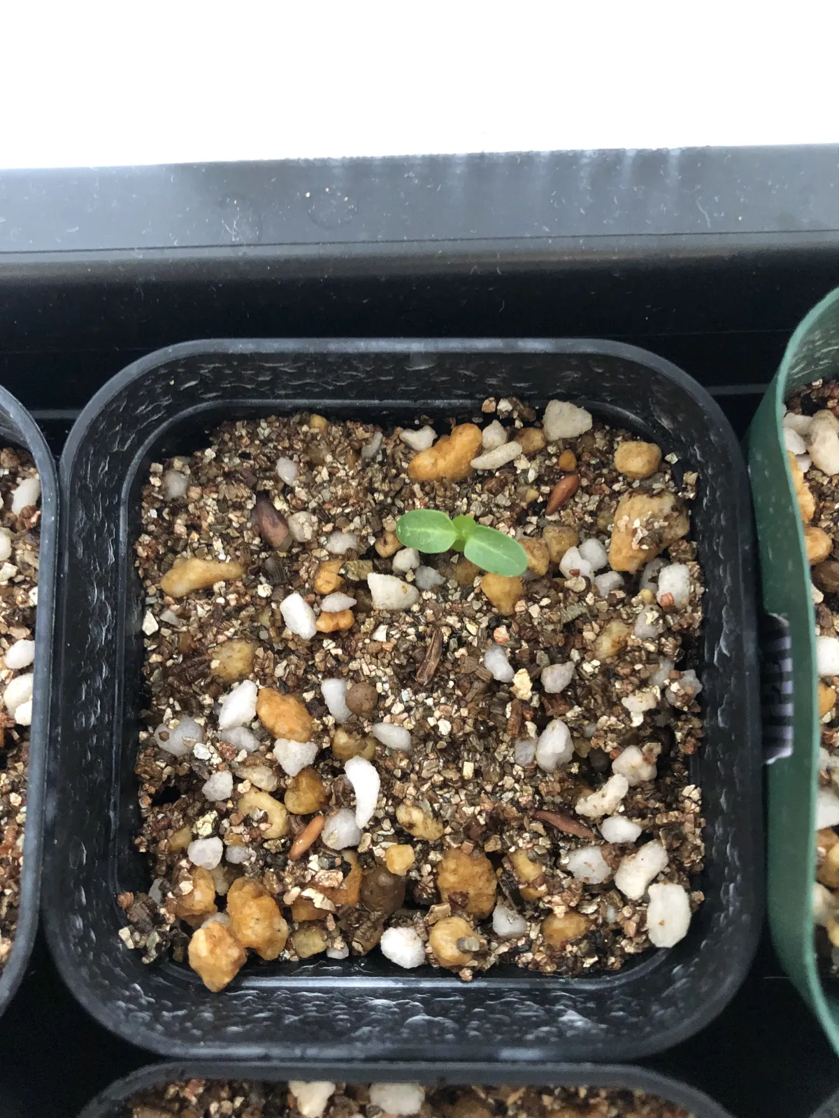 Pachypodium densiflorum var. brevicalyx (パキポディウム ブレビカリックス)