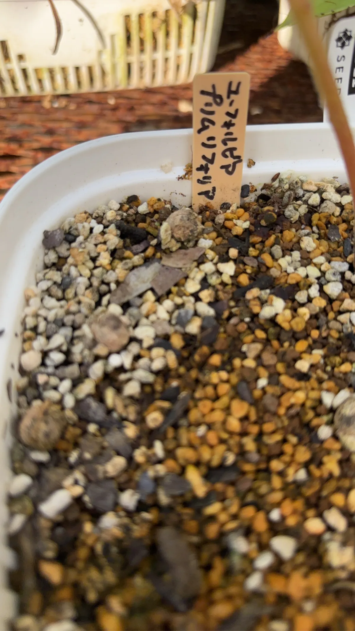 Euphorbia primulifolia var. primulifolia (ユーフォルビア プリムリフォリア)