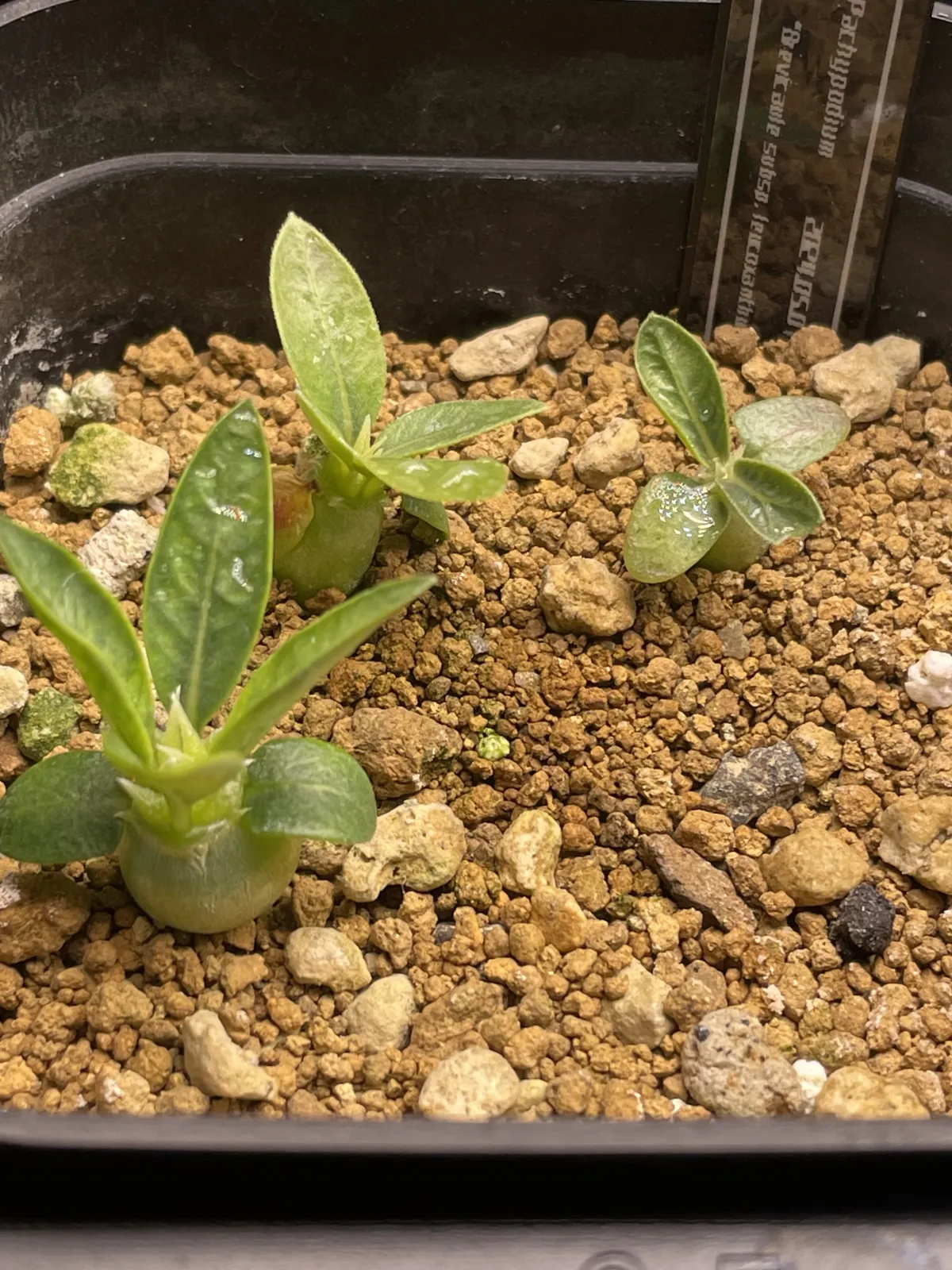 Pachypodium brevicaule subsp. leucoxanthum (パキポディウム レウコキサンツム)