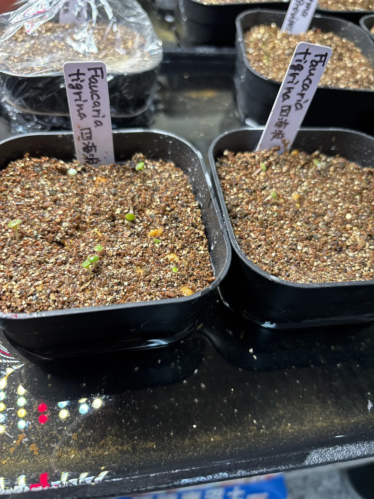 Agave shrevei ssp. magna (アガベ シュリベイマグナ)