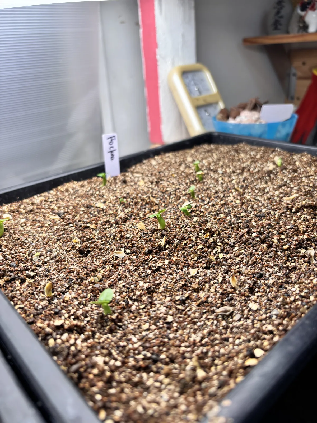 Fockea edulis (フォッケア 火星人)