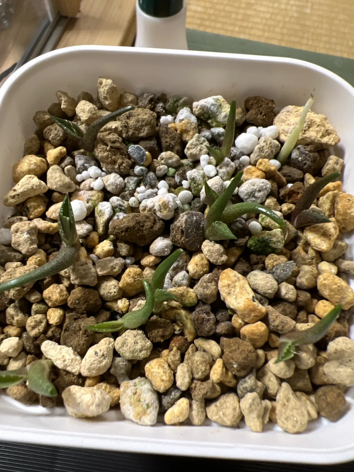 Agave kerchovei (アガベ ケルチョベイ)