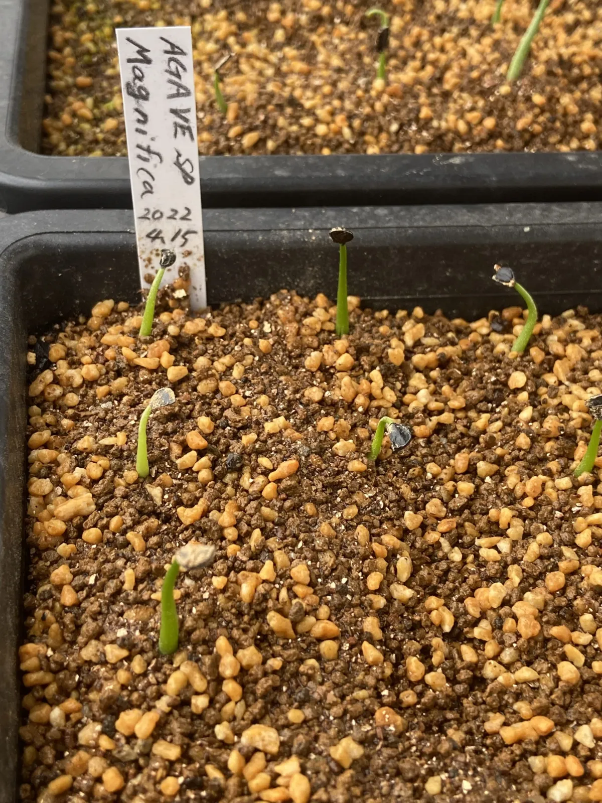 Agave salomonii Magnifica (アガベ マグニフィカ)