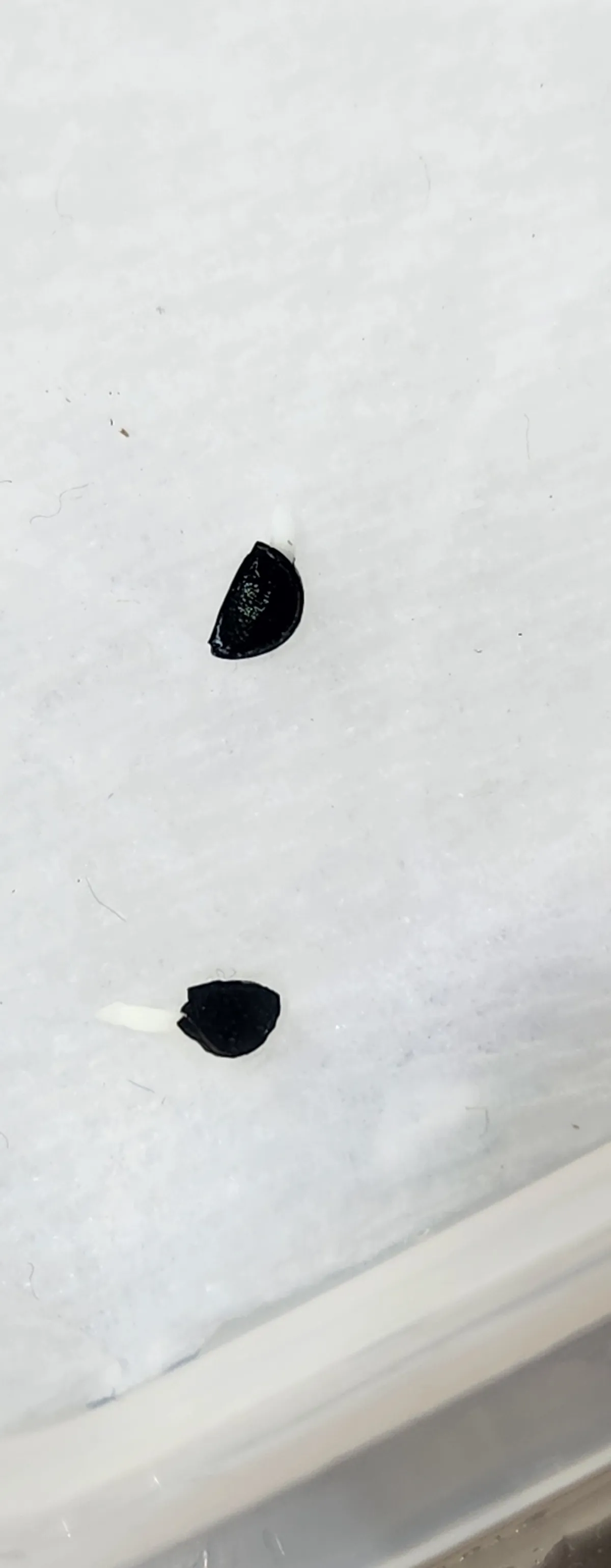 Agave titanota 'Blue' (アガベ チタノタブルー)