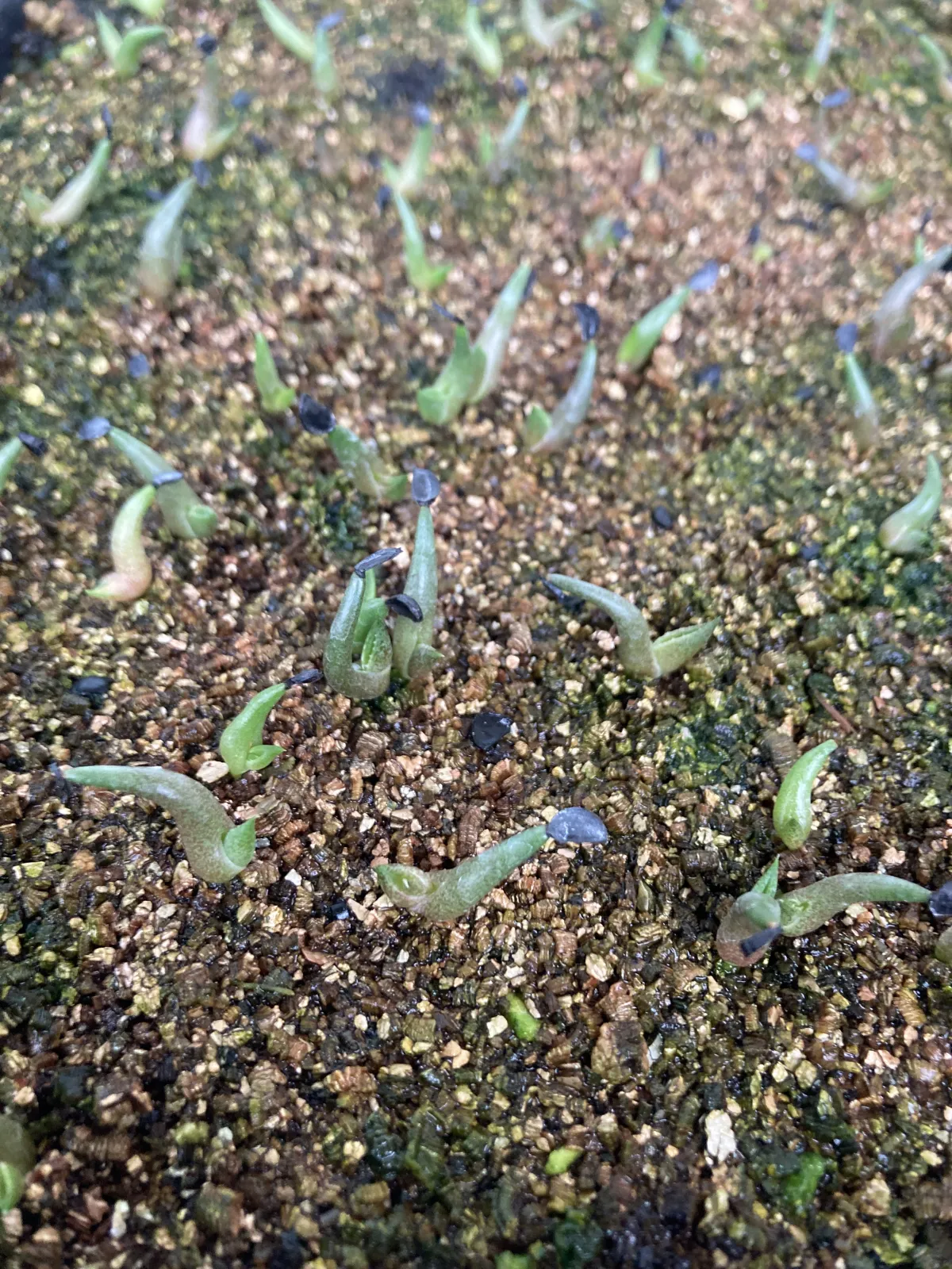 Agave titanota 'Blue' (アガベ チタノタブルー)