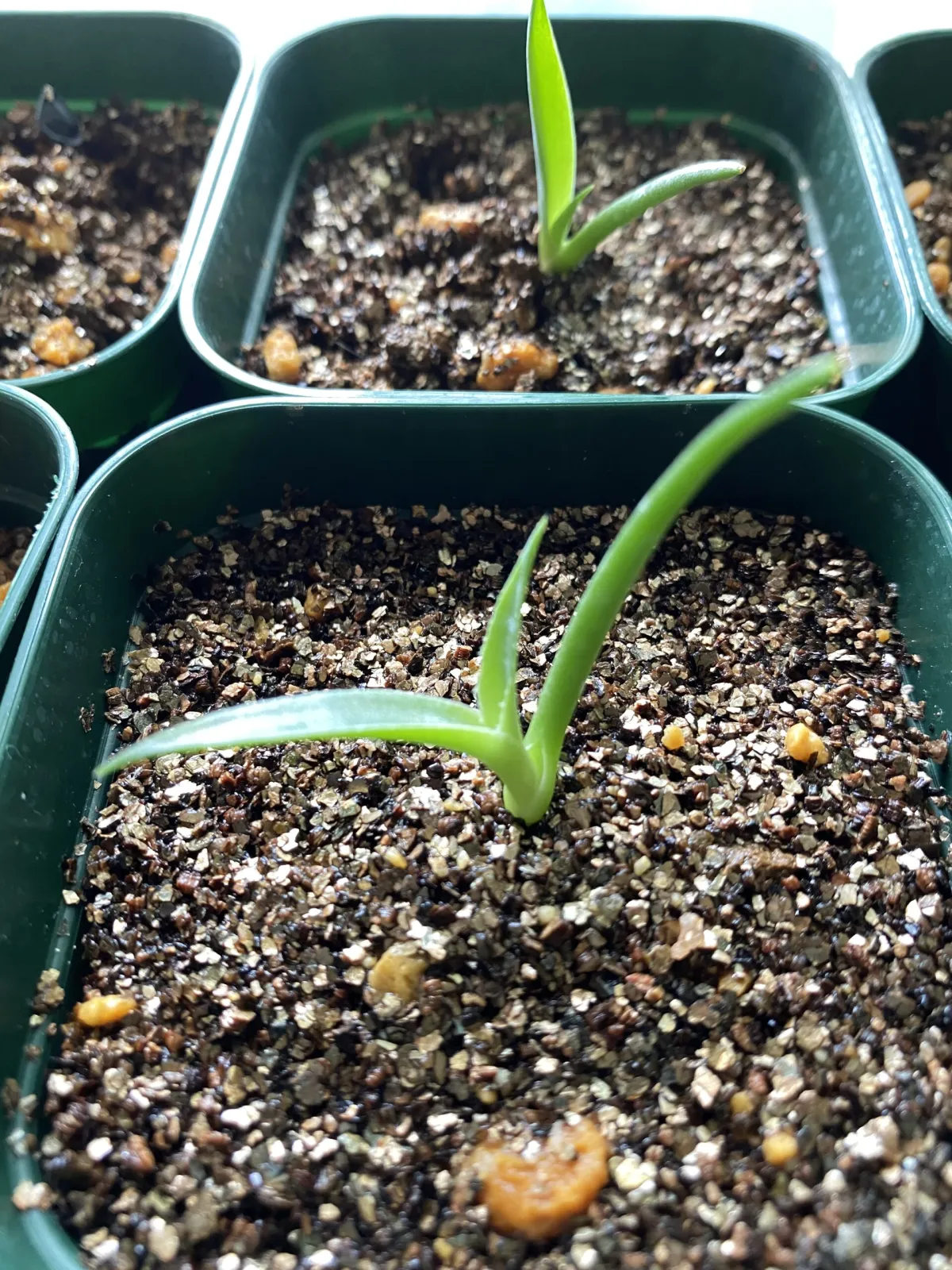 Agave mapisaga (アガベ マピサガ)