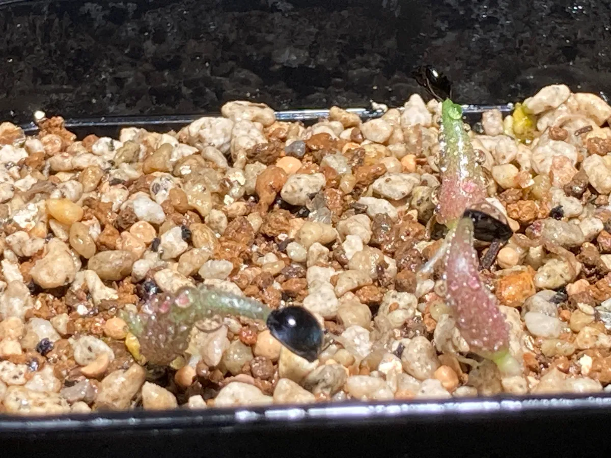 Agave titanota 'Blue' (アガベ チタノタブルー)