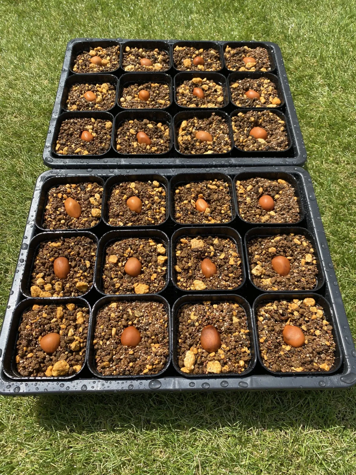 Dioon edule (ディオーン エデューレ)