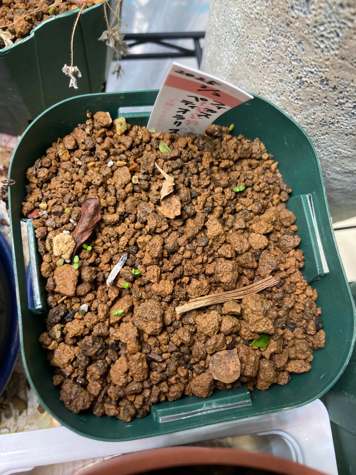 Ficus petiolaris (フィカス ペティオラリス)