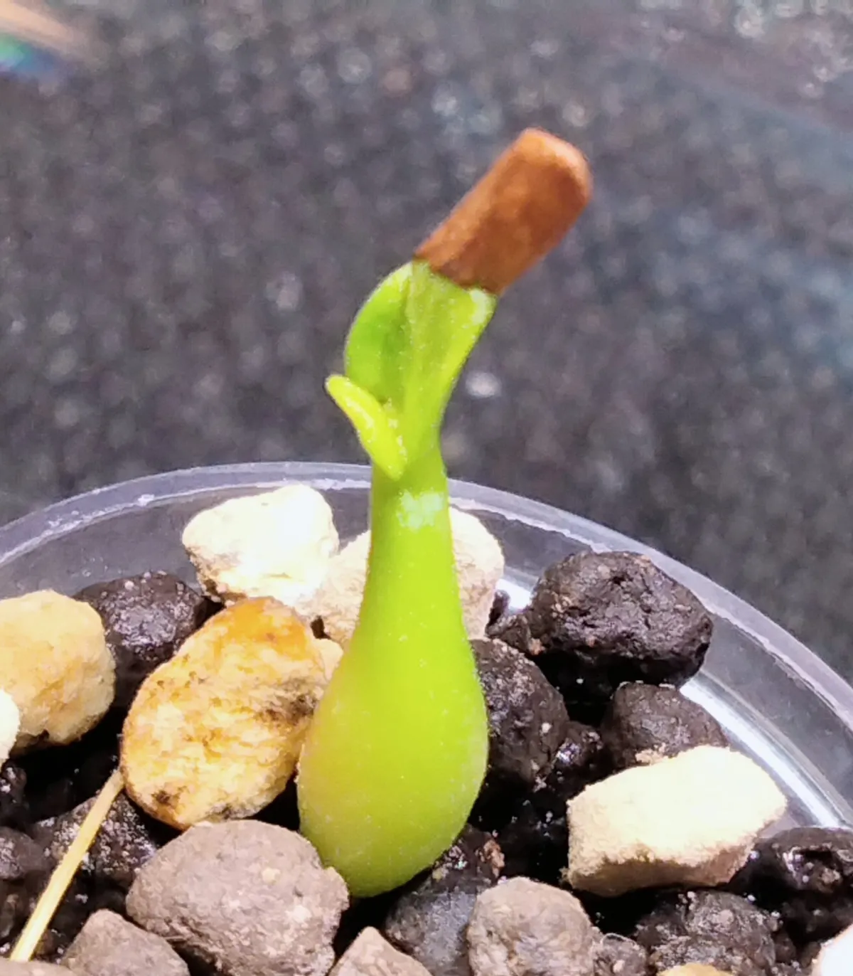 Pachypodium rosulatum var. gracilius (パキポディウム グラキリス)