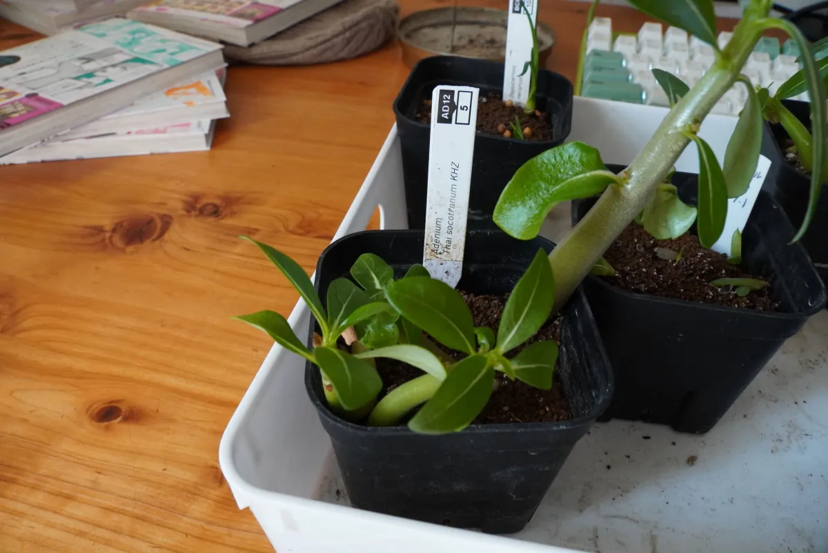 Adenium obesum thai (アデニウム タイ ソコトラナム)