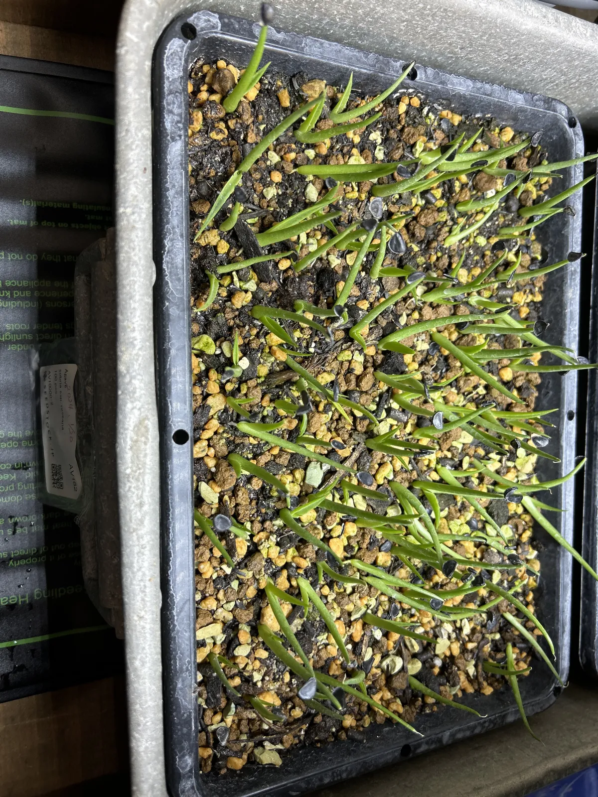 Agave sobria subsp. roseana (アガベ ソブリア ロゼアナ)