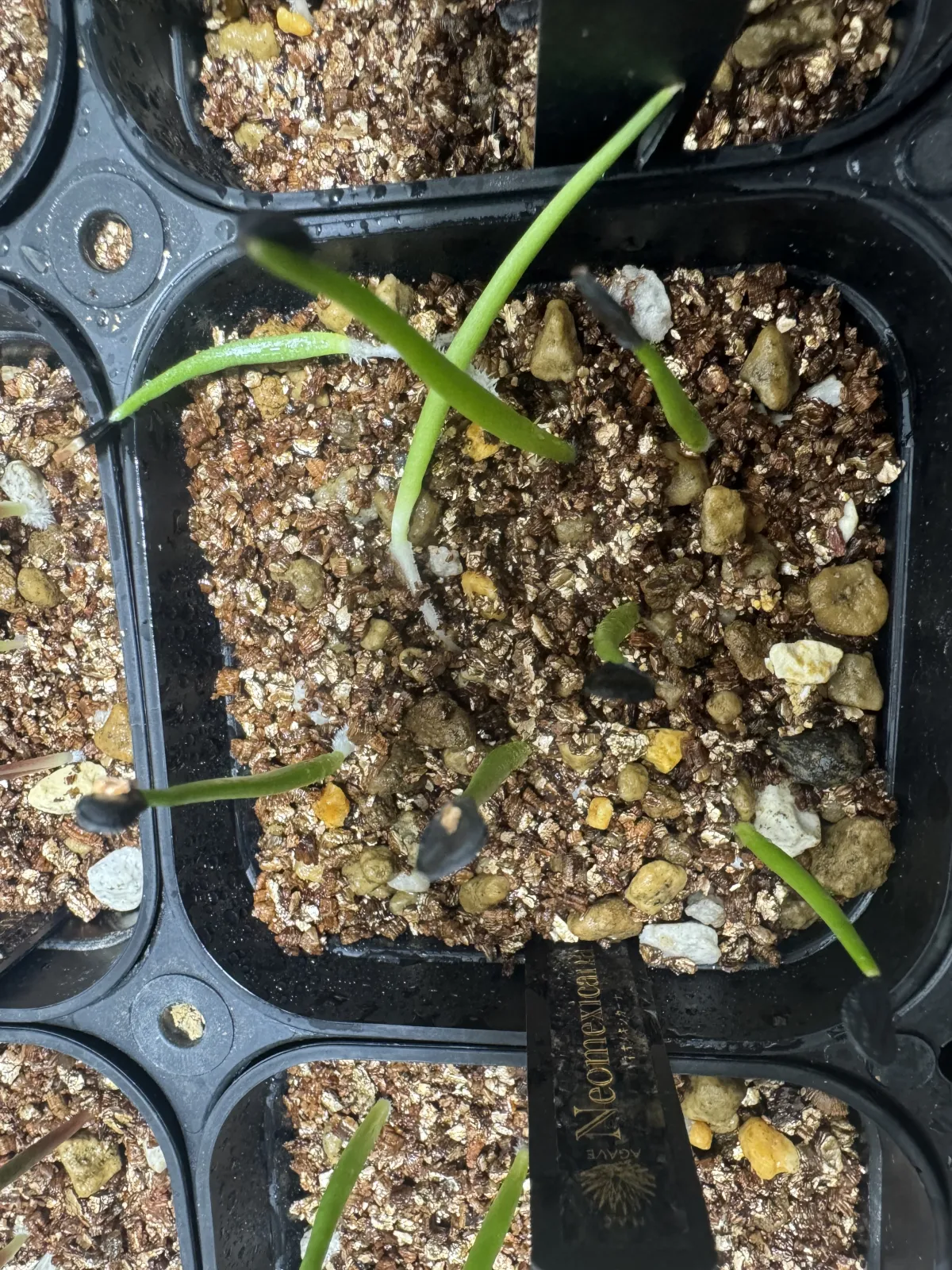 Agave parryi subsp. neomexicana (アガベ ネオメキシカーナ)