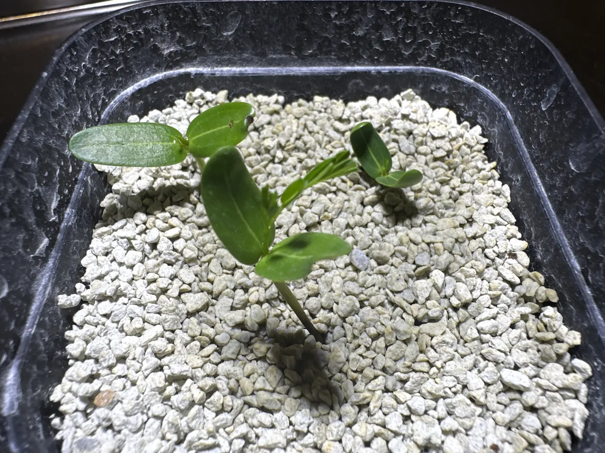 Senna meridionalis (センナ メリディオナリス)