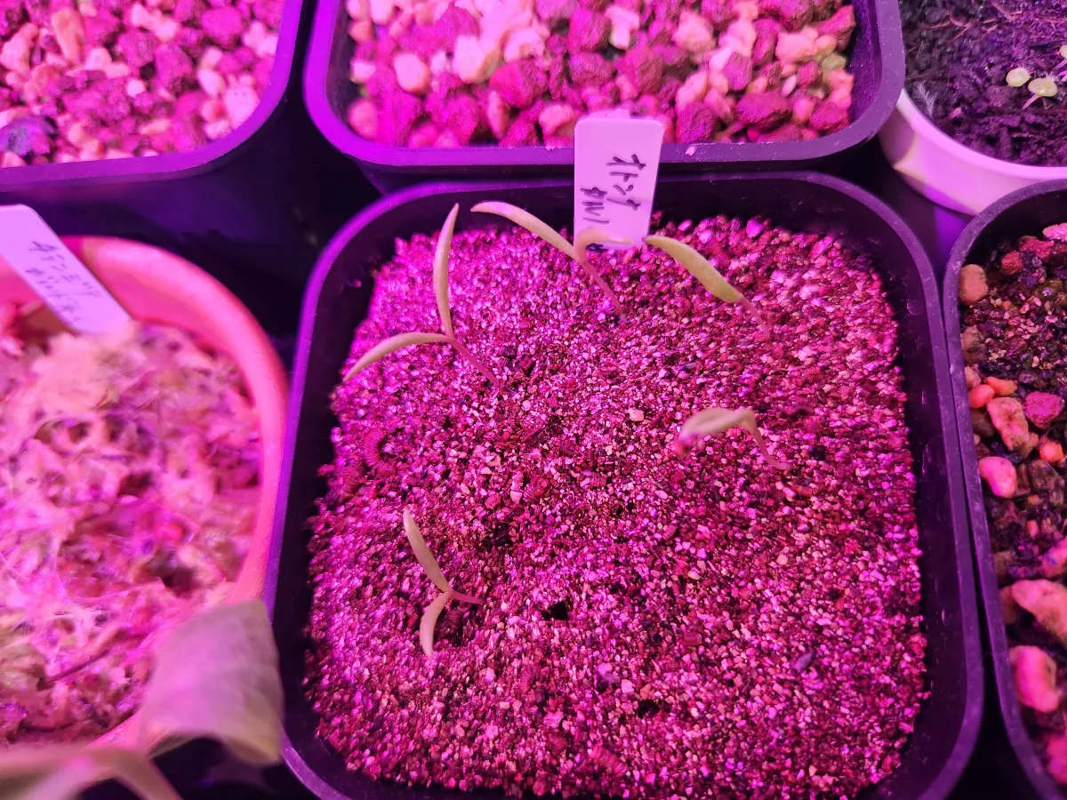 Othonna carnosa (オトンナ カルノーサ)