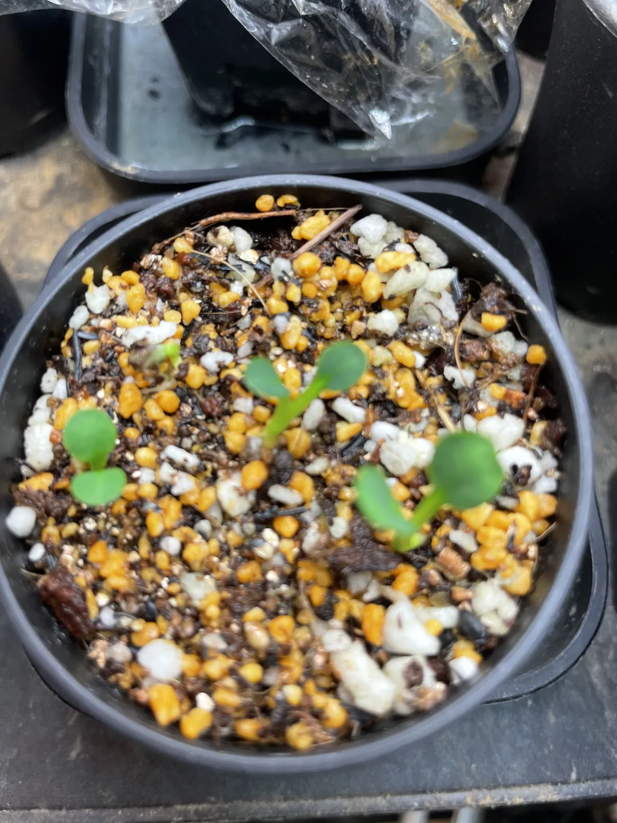 Euphorbia spannringii (ユーフォルビア スパンリンギー フィッシュボーン)