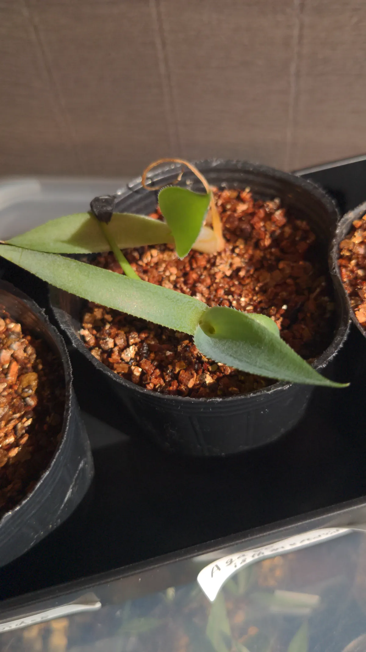 Agave isthmensis (アガベ イシスメンシス)