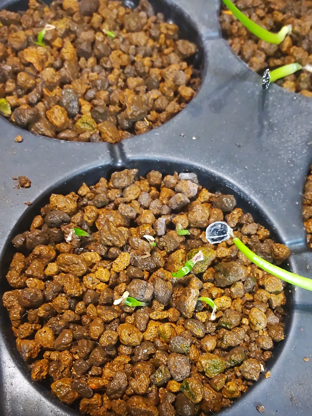 Puya berteroniana (プヤ ベルテロニアナ)