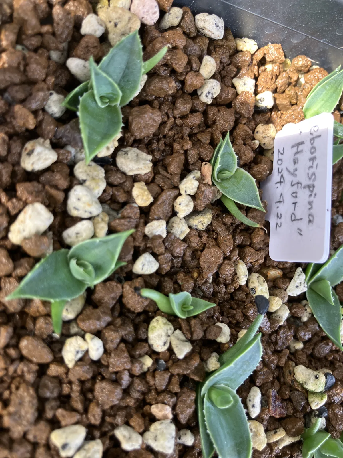 Agave utahensis var. eborispina 'Hayford' (アガベ エボリスピナ ヘイフォード)