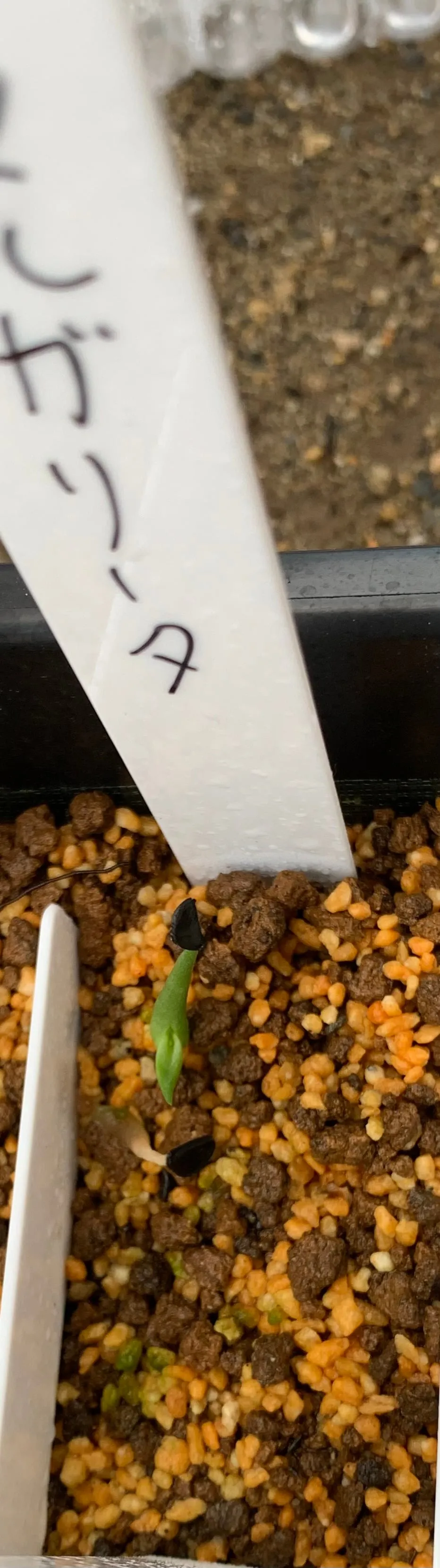 Agave margaritae (アガベ マルガリータ)