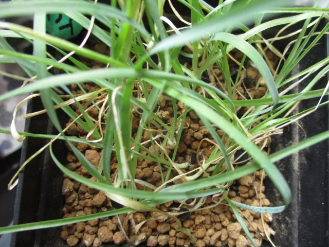 Yucca rigida (ユッカ リギダ)