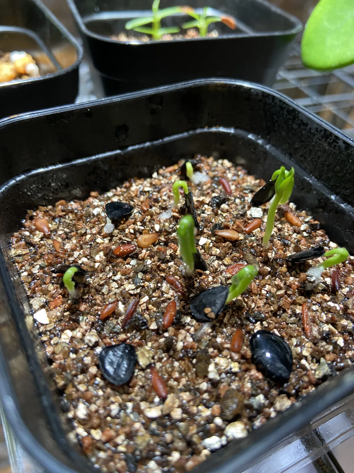 Agave mapisaga (アガベ マピサガ)