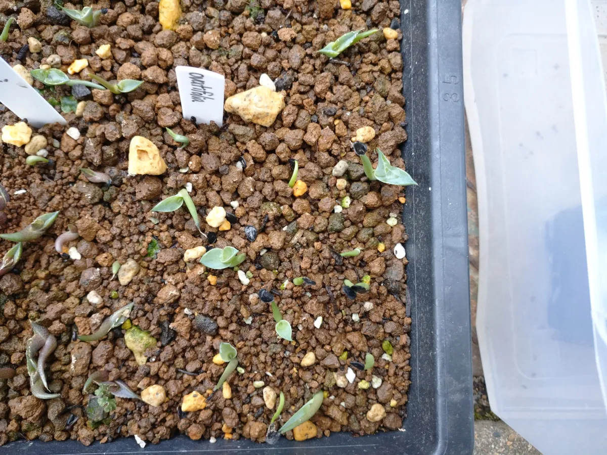 Agave ovatifolia (アガベ オバティフォリア)