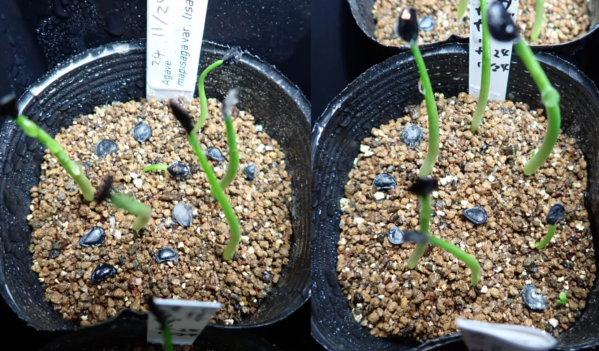 Agave mapisaga var. lisa (アガベ マピサガ リサ)