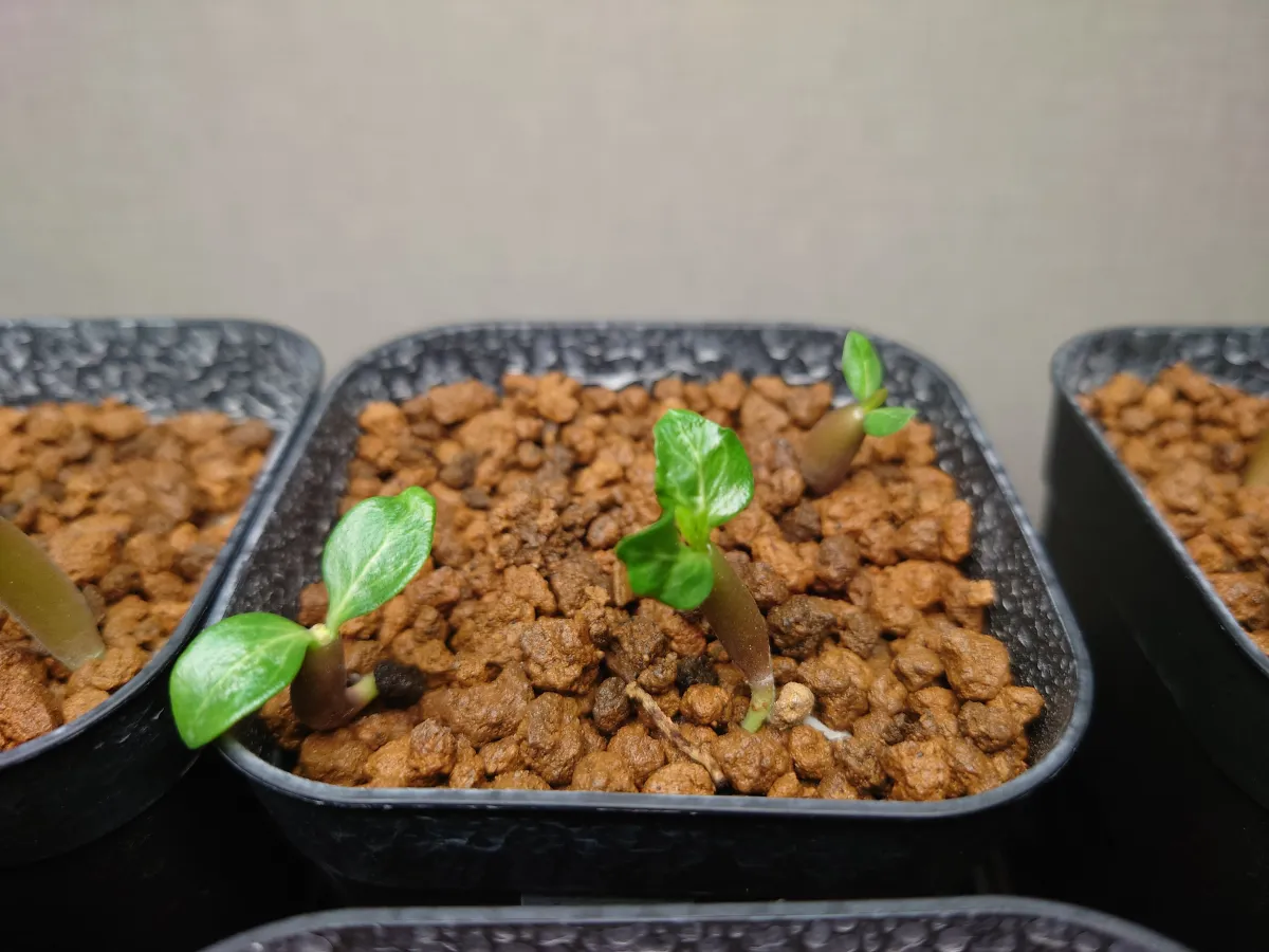 Adenium somalense (アデニウム ソマレンセ)