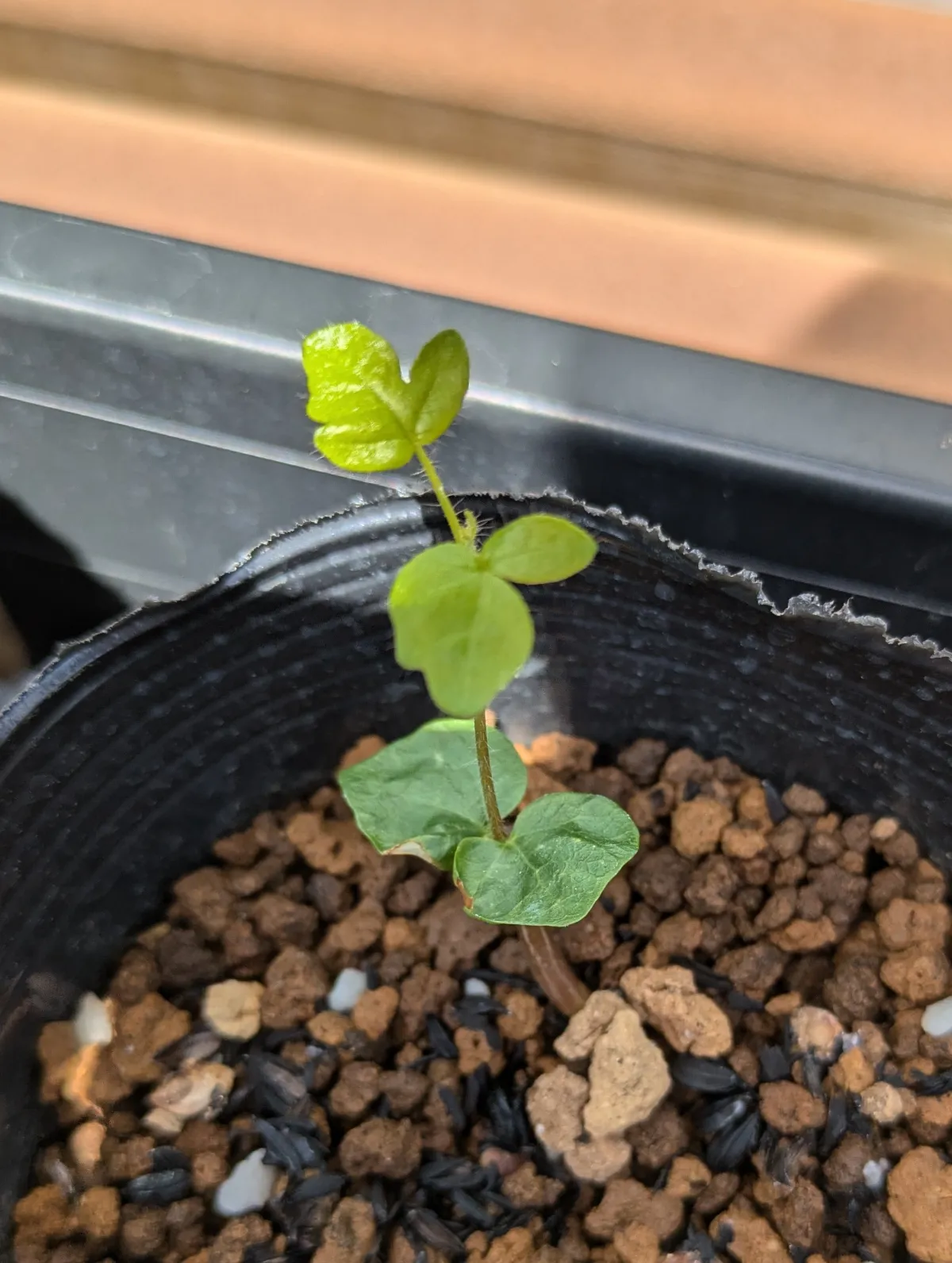 Commiphora monstruosa (コミフォラ モンストローサ)