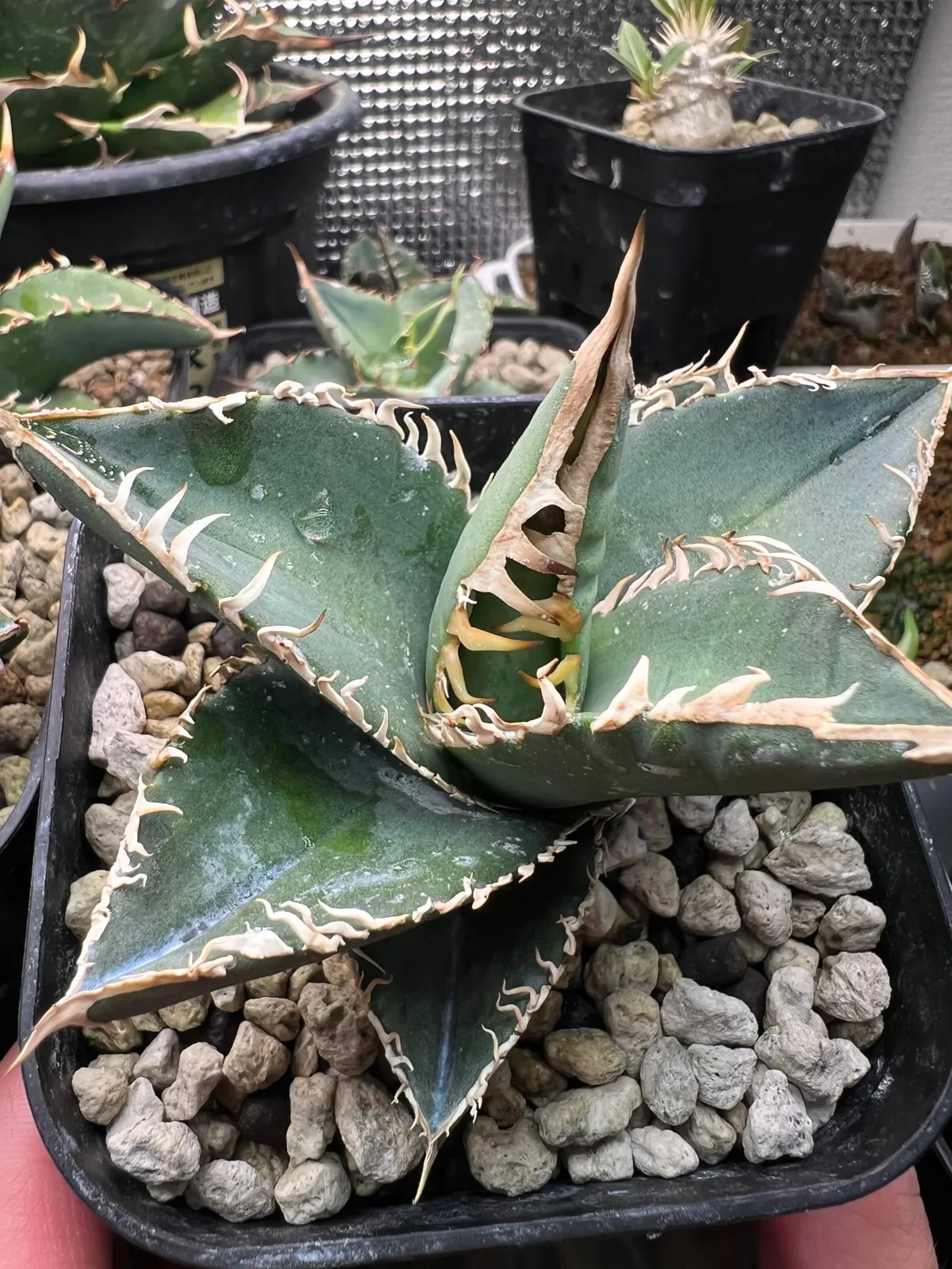 Agave oteroi (アガベ オテロイ)